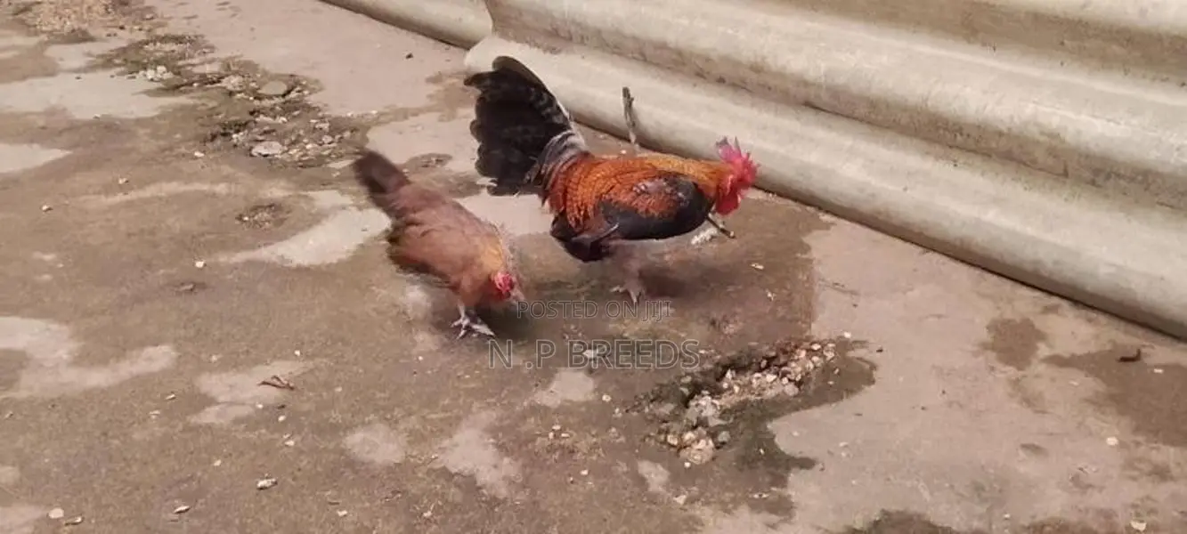 o.eg Bantam Bn Red