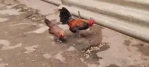 o.eg Bantam Bn Red