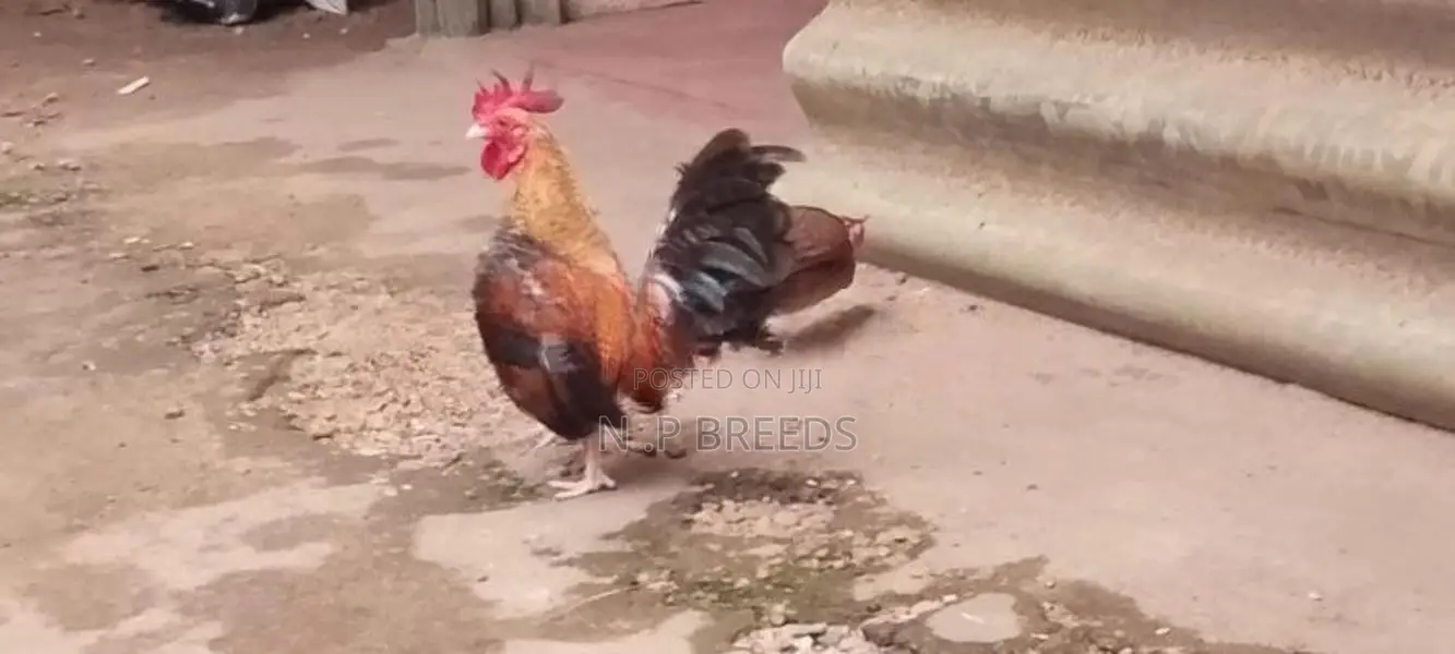 o.eg Bantam Bn Red
