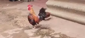 o.eg Bantam Bn Red