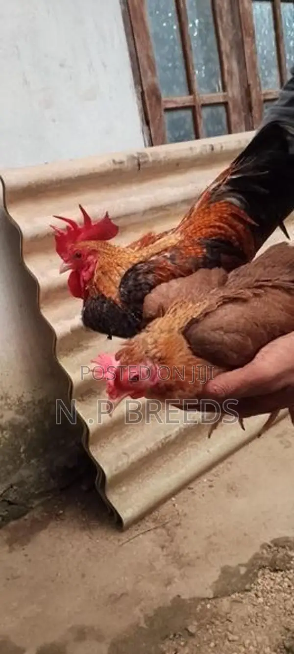 o.eg Bantam Bn Red
