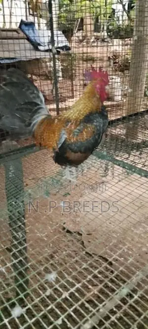 o.eg Bantam Bn Red