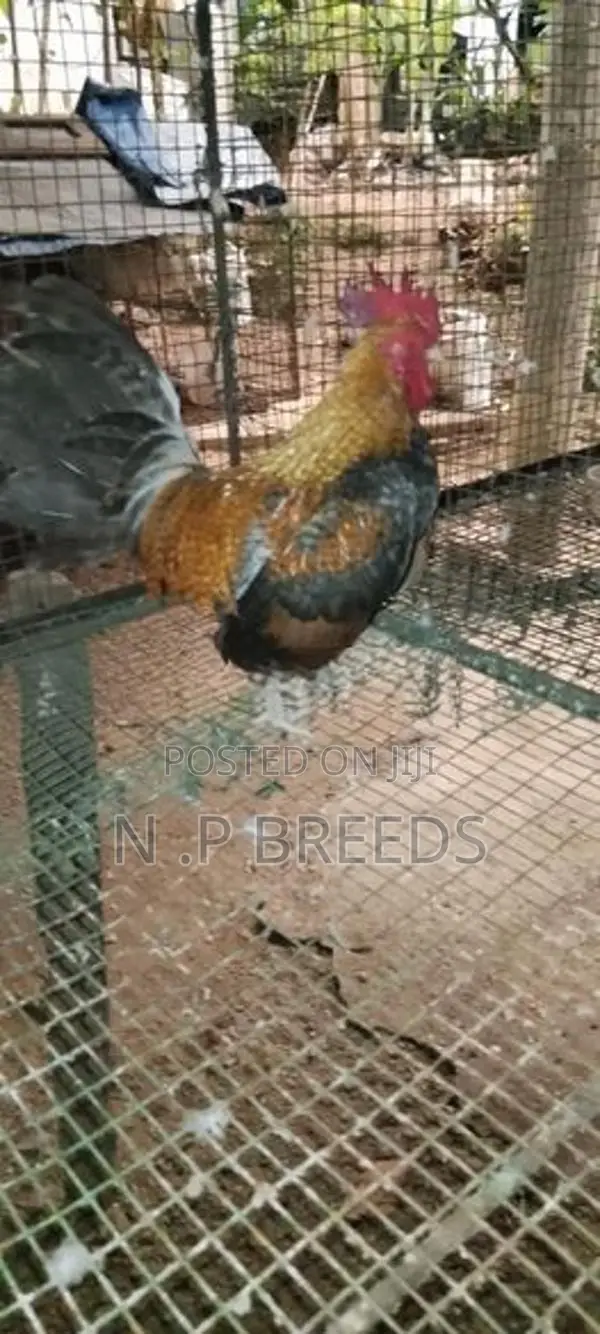 o.eg Bantam Bn Red