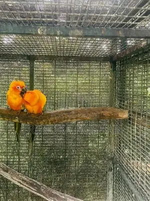Sunconure Birds