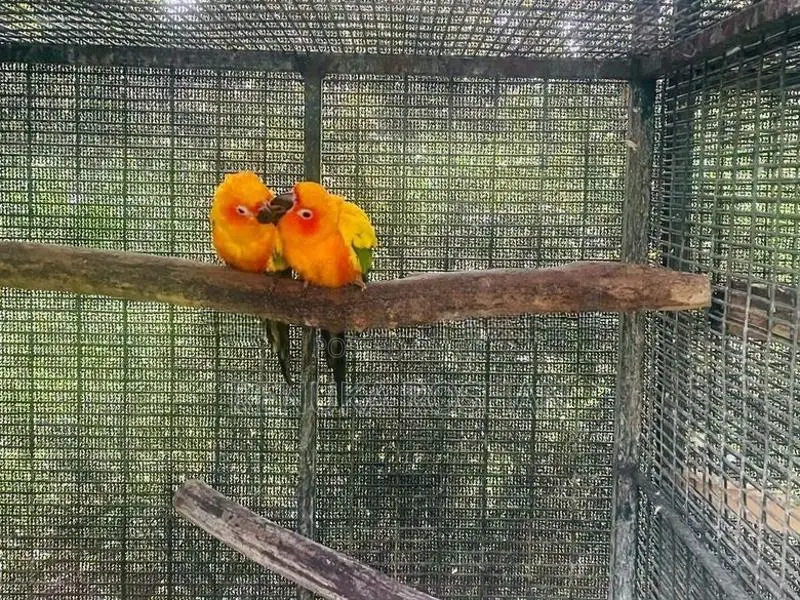 Sunconure Birds