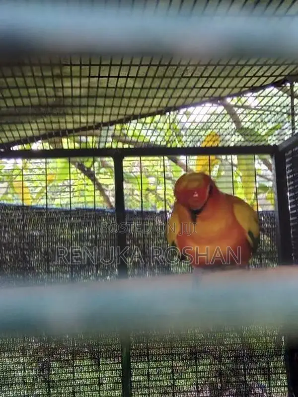 Sunconure Birds