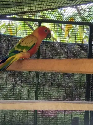 Sunconure Birds
