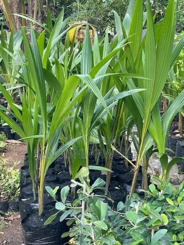 පොල් පැල