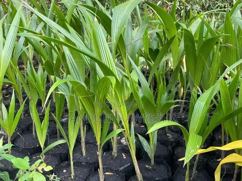 පොල් පැල