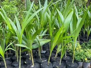 පොල් පැල