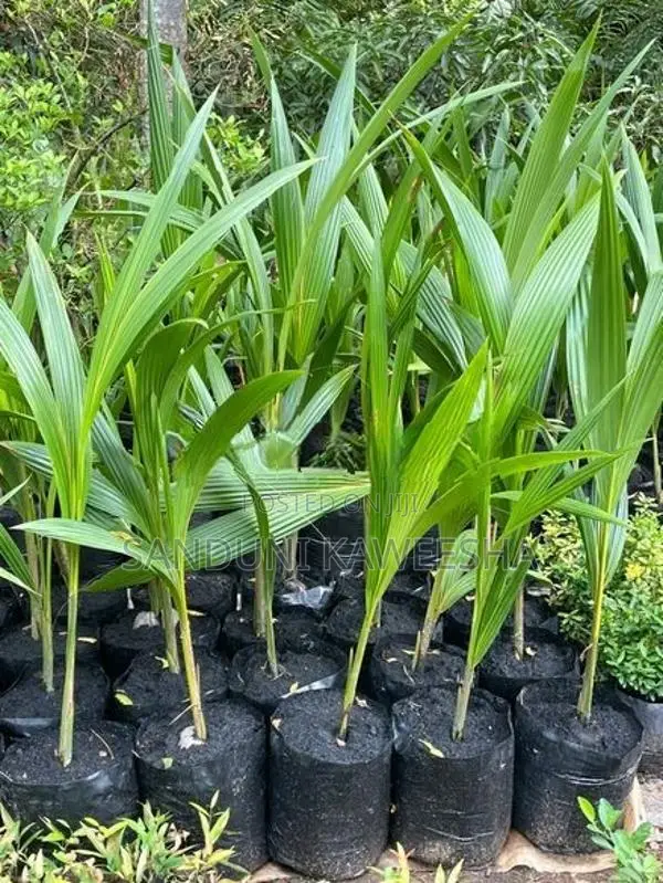 පොල් පැල
