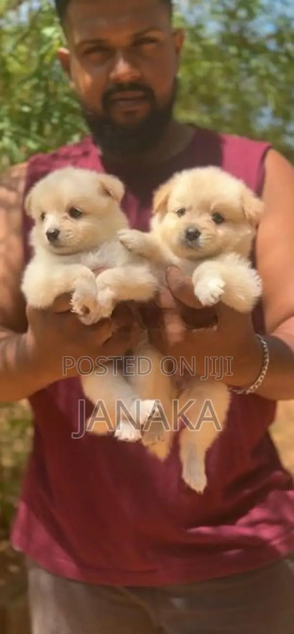 Japanese Spitz ( pomeranian)puppies