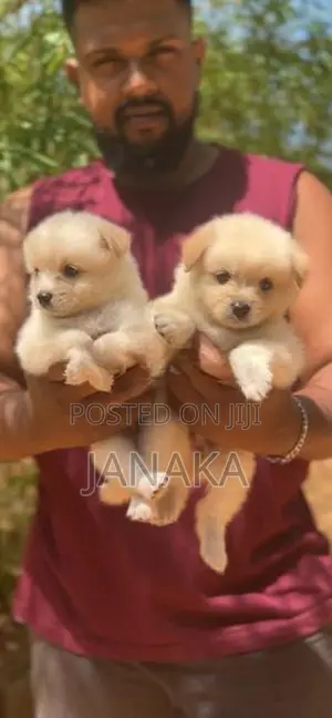 Japanese Spitz ( pomeranian)puppies
