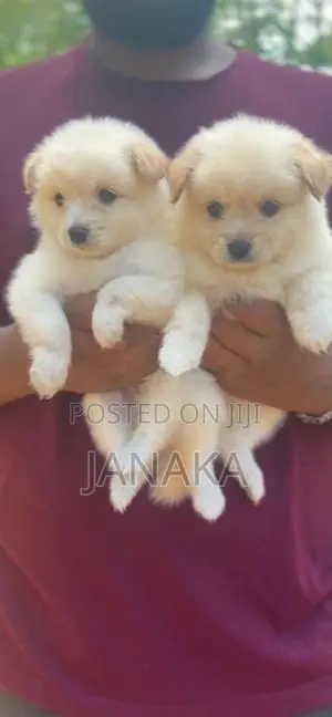 Japanese Spitz ( pomeranian)puppies