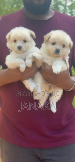 Japanese Spitz ( pomeranian)puppies