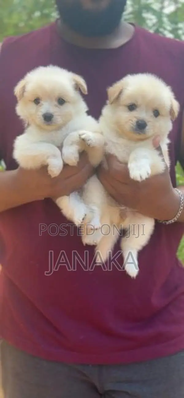 Japanese Spitz ( pomeranian)puppies