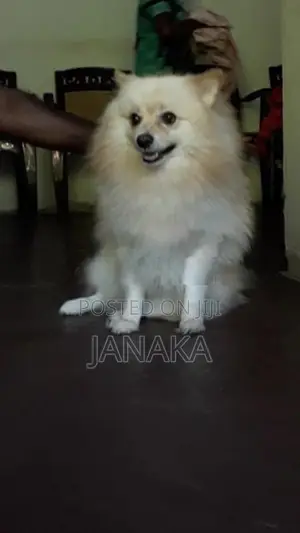 Japanese Spitz ( pomeranian)puppies