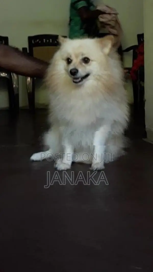 Japanese Spitz ( pomeranian)puppies