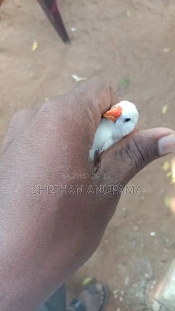 Pinchas Birds