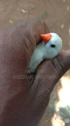Pinchas Birds