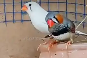 Pinchas Birds