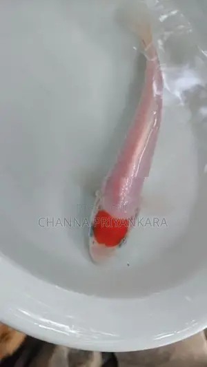 Tancho Koi