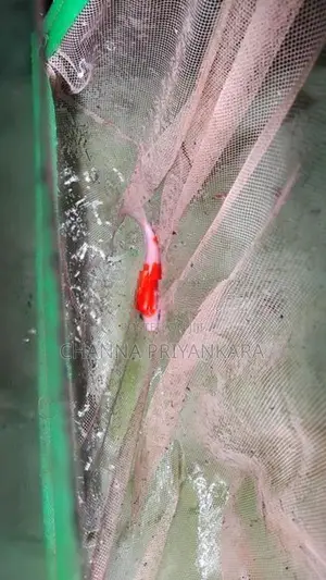 Tancho Koi