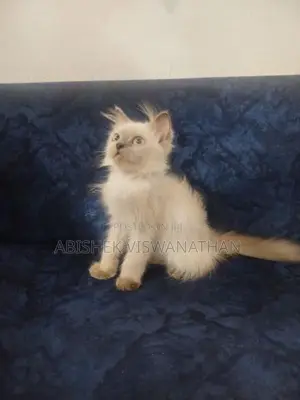 Persian Himalayan Kittens