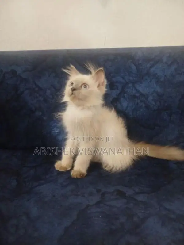 Persian Himalayan Kittens