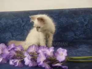 Persian Himalayan Kittens