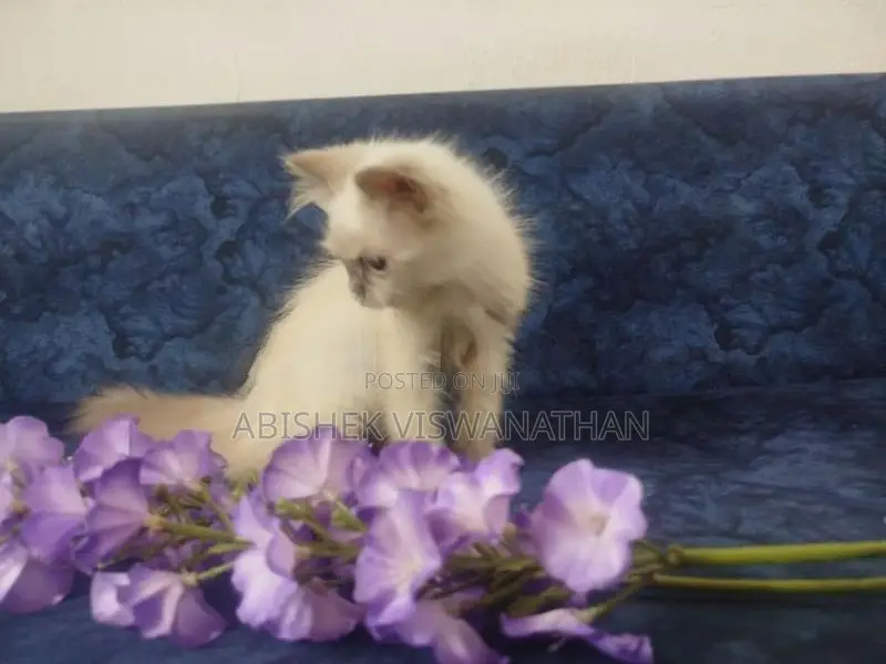 Persian Himalayan Kittens