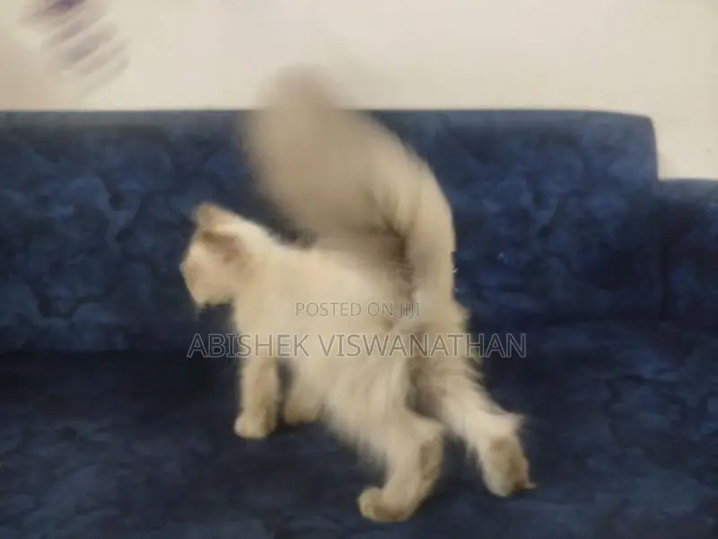 Persian Himalayan Kittens