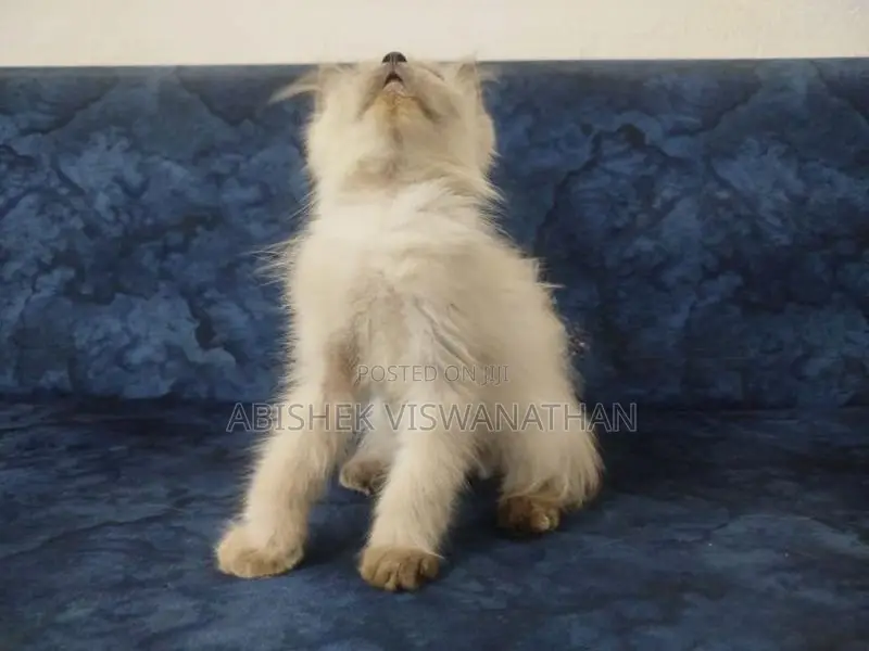Persian Himalayan Kittens