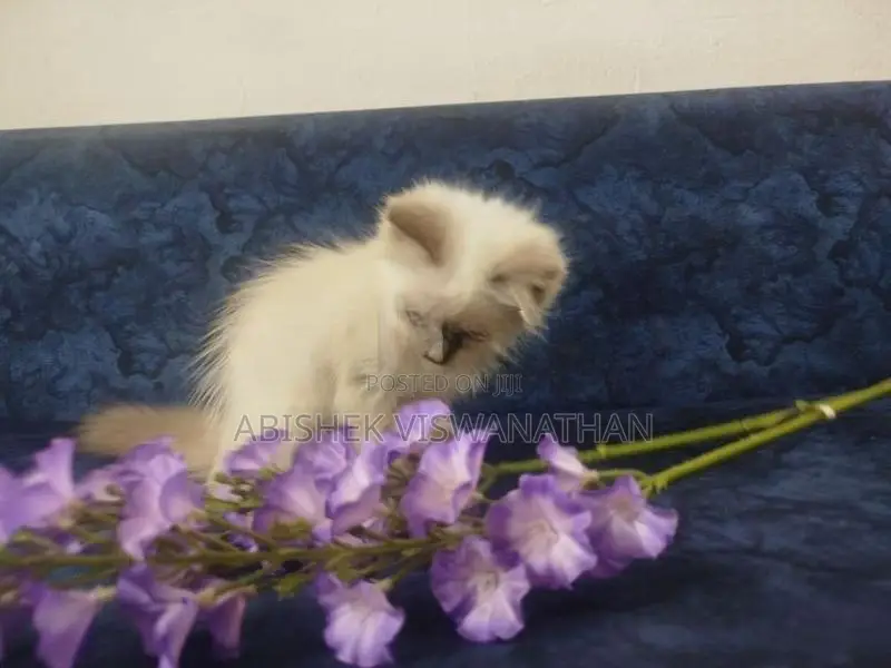 Persian Himalayan Kittens