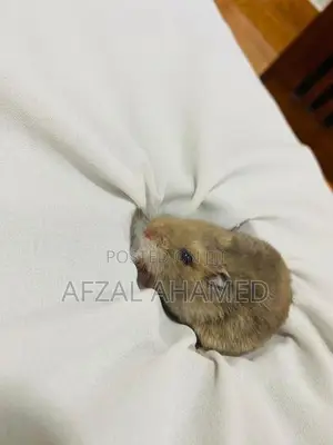 Hamster Babies