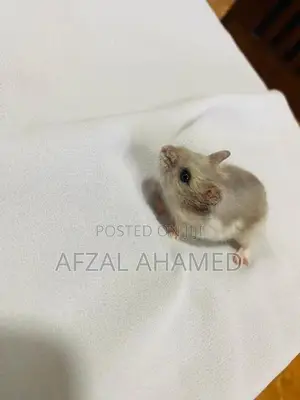 Hamster Babies