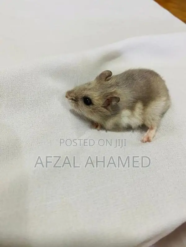 Hamster Babies