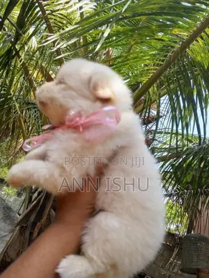 Pomeranian Puppies