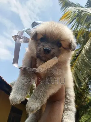 Pomeranian Puppies