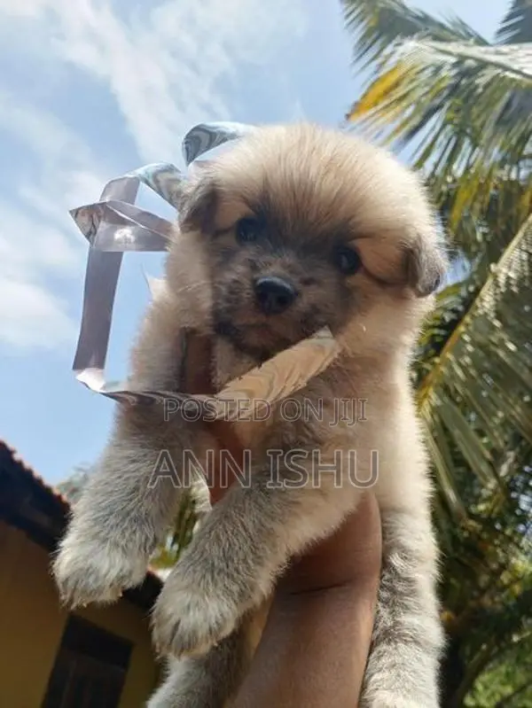 Pomeranian Puppies