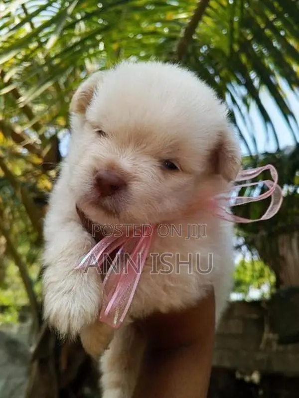 Pomeranian Puppies