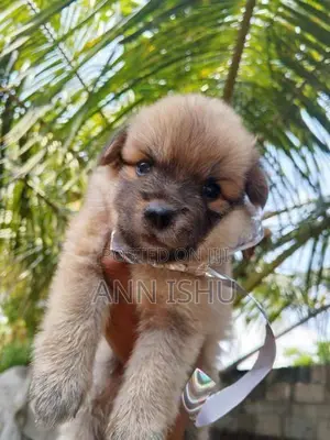 Pomeranian Puppies