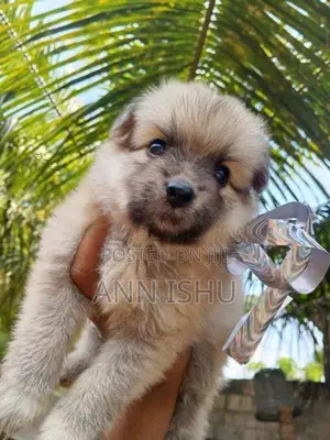 Pomeranian Puppies