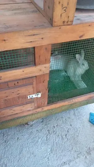 Rabbits