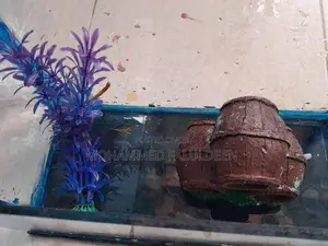Fish Tank