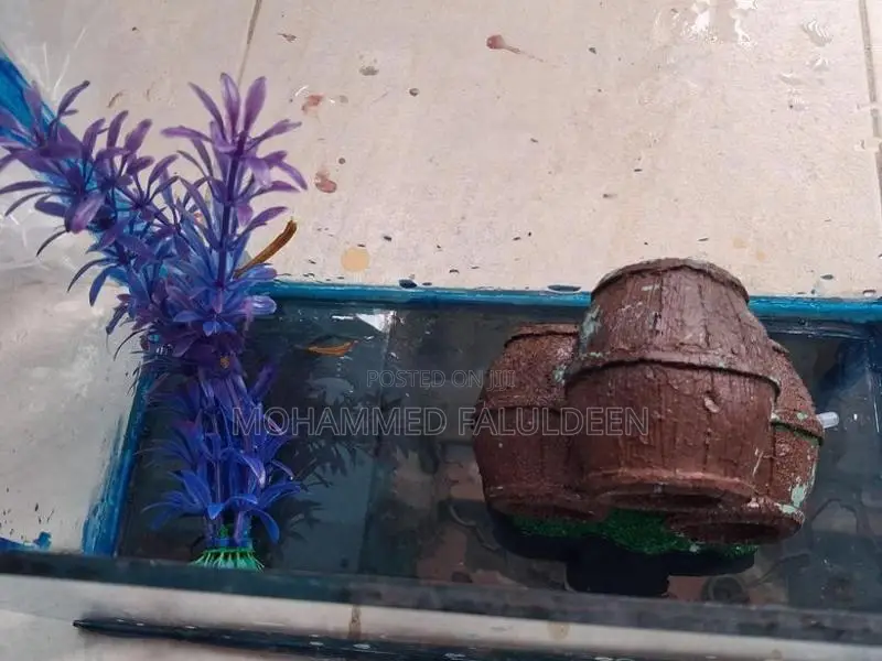 Fish Tank