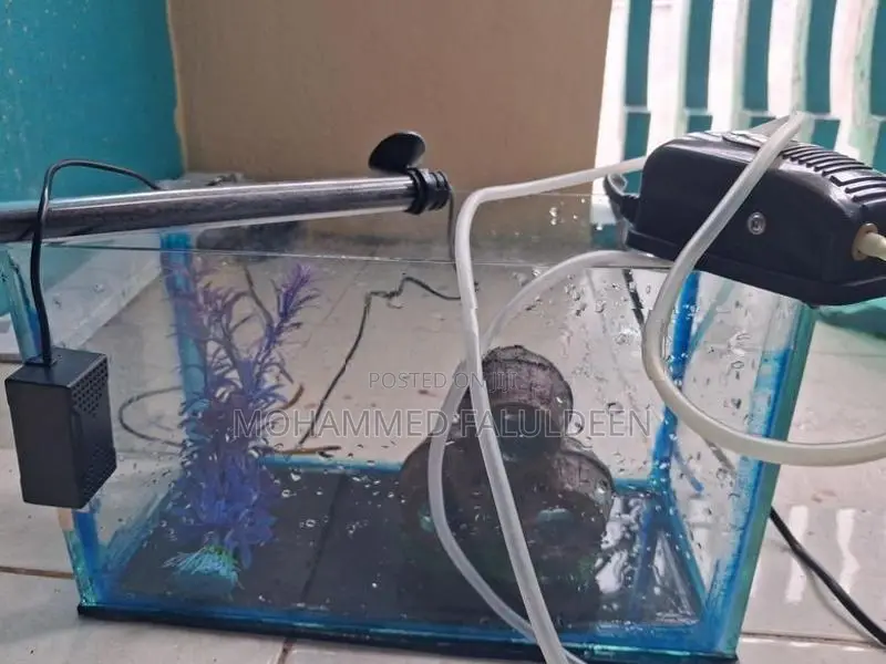 Fish Tank