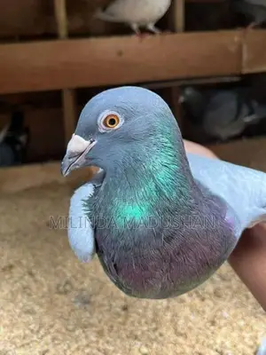 Pigeon