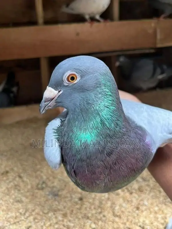 Pigeon