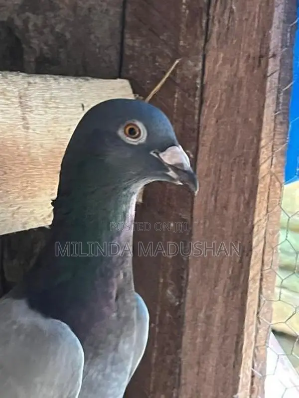 Pigeon